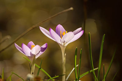 Close-up of purple crocus flower