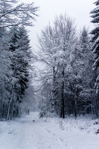 Snow covered trees in forest