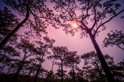 Low angle view of silhouette trees against sky