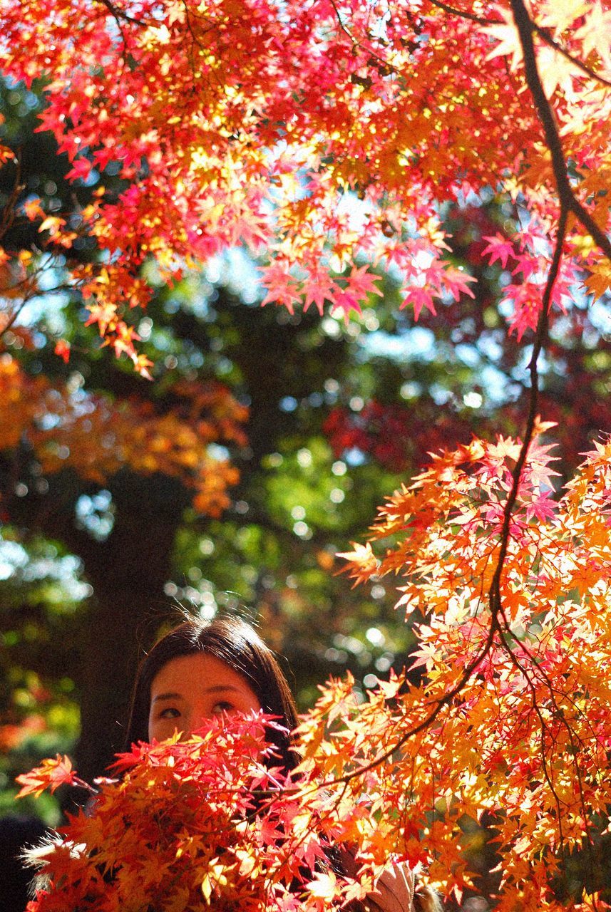 autumn, tree, leaf, real people, one person, change, outdoors, leisure activity, nature, day, headshot, lifestyles, focus on foreground, childhood, branch, growth, maple leaf, beauty in nature, close-up, people