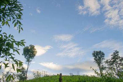 Trees on landscape against sky