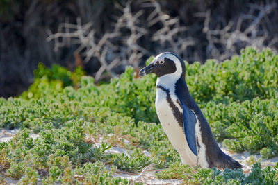 Side view of a bird on land