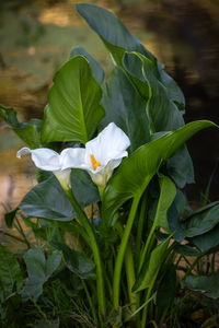 plant