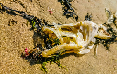 High angle view of insect on beach
