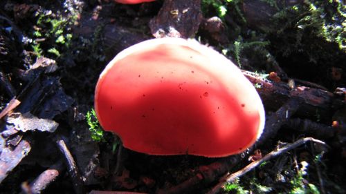 Close-up of red leaves