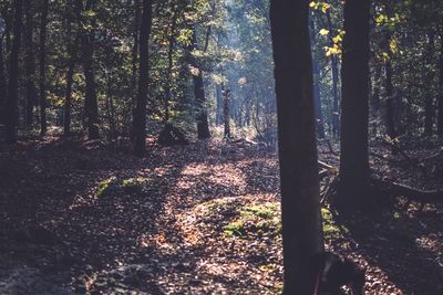 Close-up of trees in forest against sky