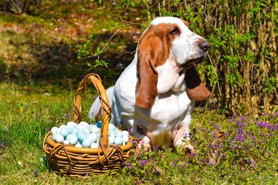 View of dog next to basket on field