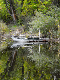 Wooden posts in lake in forest