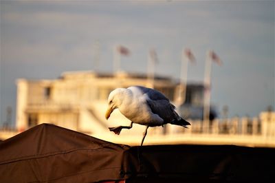 Close-up of seagull perching on a city