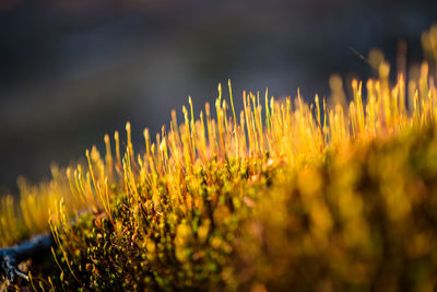 Close-up of yellow flowers
