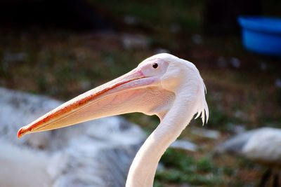 Close-up of pelican