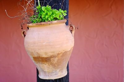 Close-up of pot plant against the wall