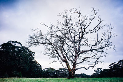 Bare trees on grassy field