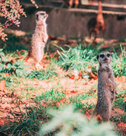 Squirrel sitting on field
