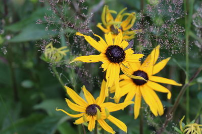 Close up of yellow flower