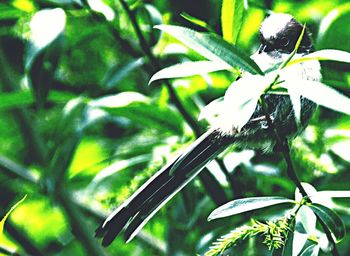 Low angle view of a plant