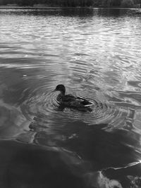 High angle view of duck swimming in lake