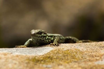 Close-up of lizard on rock