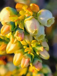 Close-up of yellow flowering plant