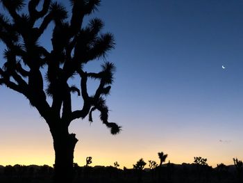 Silhouette tree against clear sky at sunset