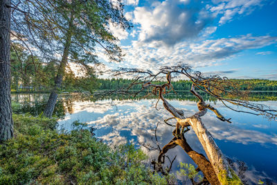 Trees that fell into the lake in the wilderness