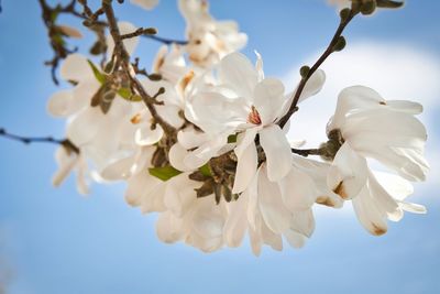 Close-up of cherry blossoms against sky