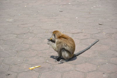 Monkey sitting on ground