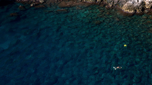 High angle view of turtle swimming in sea