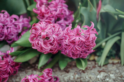 Close-up of pink roses