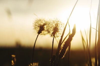 Close-up of flowering plant on field against sky