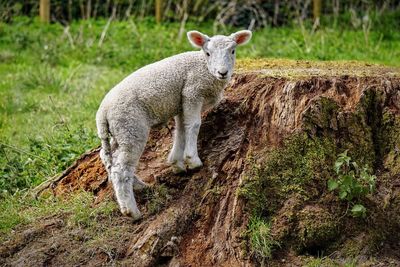 Lamb standing on field