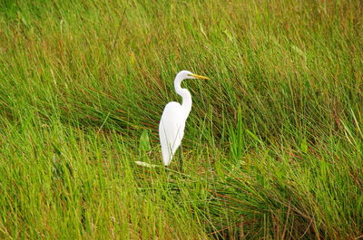 White crane on grassy field during sunny day