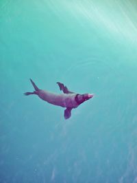 High angle view of seal swimming in sea