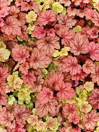 High angle view of pink flowering plants