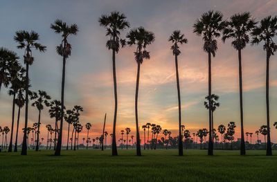 Palm trees on field against sky during sunset
