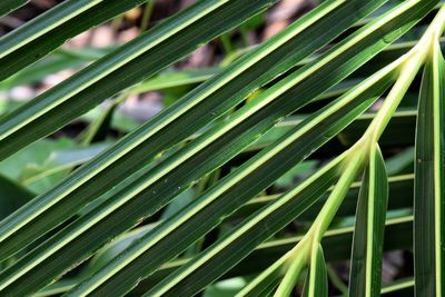 Green leaves of coconut in tropical of is selective and shadow is popularly grown in thailand 