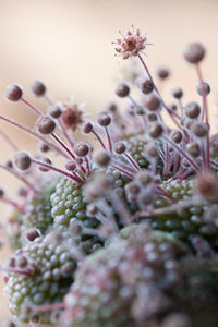 Close-up of flowers