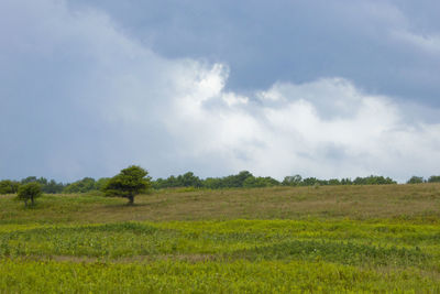 Scenic view of field against sky