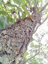 Low angle view of tree