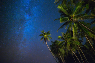 Palm trees against sky at night