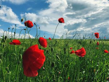 Close-up of red poppies on field against sky