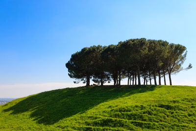 Trees on field against clear blue sky