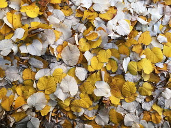 Full frame shot of autumn leaves