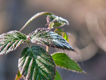 Close-up of frozen plant during winter