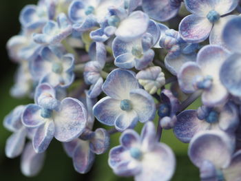 Close-up of purple flowers