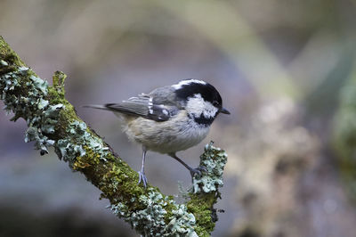 Close-up of bird perching on tree
