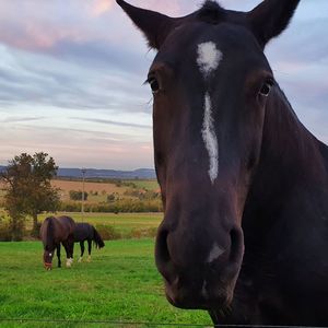 Horses in a field