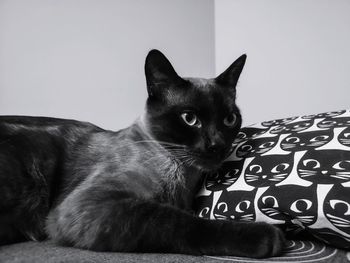 Portrait of cat relaxing on sofa at home