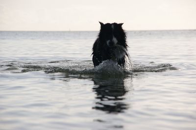 Dog swimming in sea