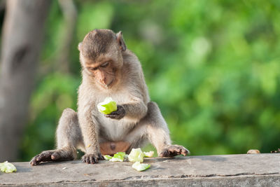 Monkey sitting on tree